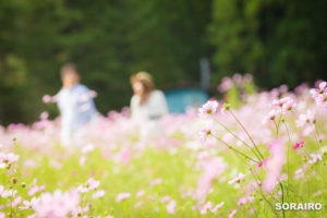 大阪｜とよのコスモスの里でエンゲージメントフォト