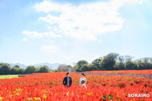 淡路島｜サルビア満開のあわじ花さじきと慶野松原海岸で行う洋装後撮り写真撮影