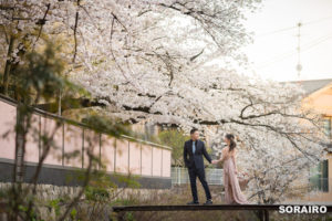 京都｜桜満開 竹林と植物園と岡崎周辺と蹴上インクラインで行うロケーションフォト